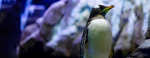 Penguin Cove & Nursery Experience