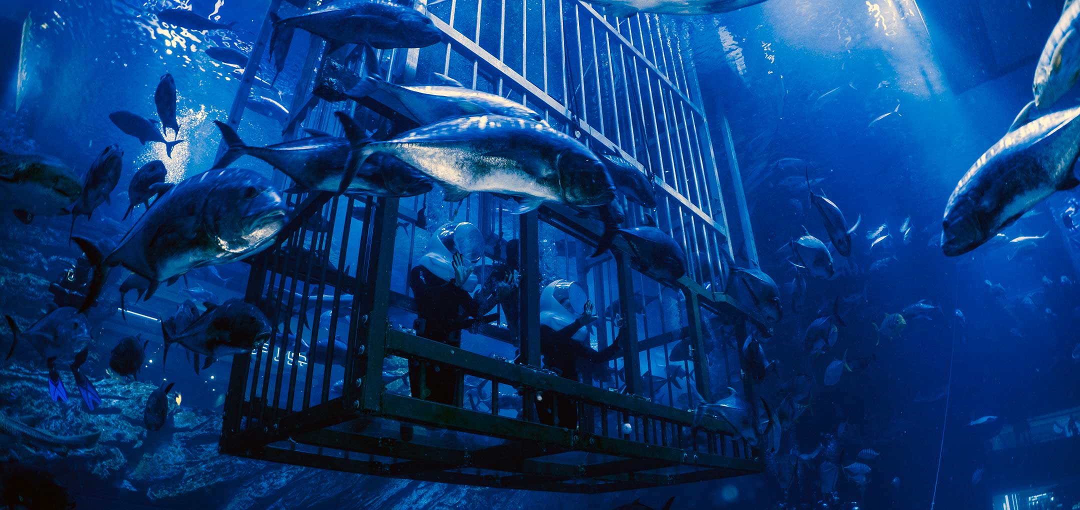 Book Dubai Aquarium Underwater Zoo ticket online at Best price